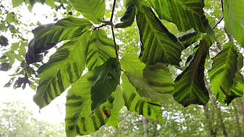 Beech leaf disease, Threat to local beech trees, URI researcher's warning, Nature's battle HD wallpaper