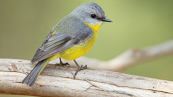 Black Yellow Bird Is Perching On Wood In Blur Green Background Birds HD wallpaper