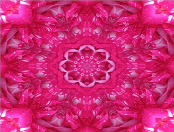 Kaleidoscope of Orchids, pink, flowers, kaleidoscope, orchids HD wallpaper