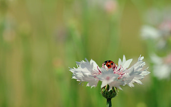 Flower, Plant, Macro, Petals, Ladybug, Ladybird HD wallpaper