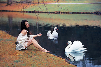 Anastasia Vervueren feeding the swans, swans, model, lake, brunette HD wallpaper