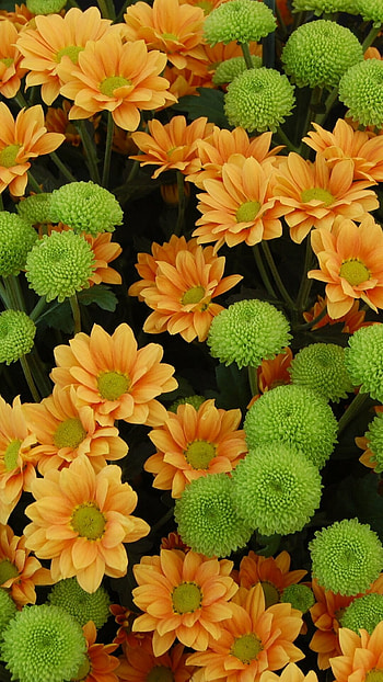 Chrysanthemum flowers, Nature's beauty, Vibrant colors, Blooming petals HD phone wallpaper