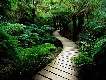 Landscape, Palms, Ferns HD wallpaper
