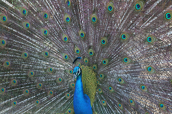 Peacock showing of, animal, nature, peacock, bird HD wallpaper