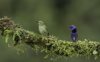 Birds, blue, bird, green, couple, pasare HD wallpaper