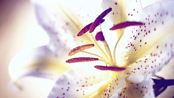 Tiger lily , Nature's beauty, Stunning ry, Wild and untamed HD wallpaper