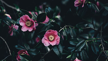 Sasanqua, Camellia HD wallpaper