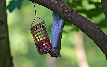 Animals, Squirrel, Food, Wood, Tree, Climb, Trough, Feeder HD wallpaper