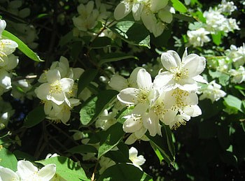 Flowers, Branches, Bloom, Flowering, Greens, Spring, Jasmine HD wallpaper