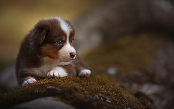 Border Collie , Cute pets, Playful brown Collie, High-quality visuals HD wallpaper