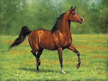 The Bay, arabian bay, horse, field, trees, beauty, brown and black HD wallpaper