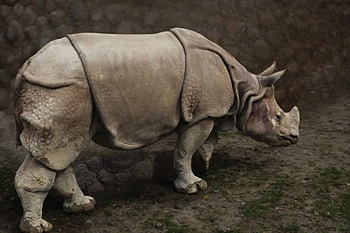 Rhinoceros, rhino, nature, rare, armor HD wallpaper