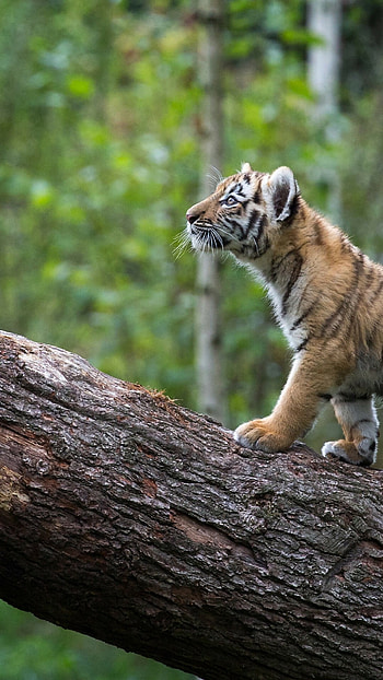 Baby tiger exploring, Natural habitat, Forest wanderings, Untamed predator HD phone wallpaper