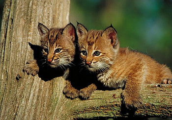 On the Lookout, two, pretty, pair, cats, cute, cubs, wild, tree HD wallpaper