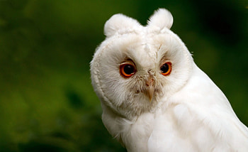 Cute owl, white, feather, bird, orange eyes, green, ears, cute, owl HD wallpaper