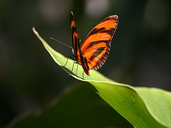 Beauty orange and black, wings, black, butterfly, orange, green leaf HD wallpaper