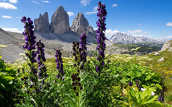 Dolomites, Italy, purple, Dolomites, meadow, flowers, Italy, mountains HD wallpaper