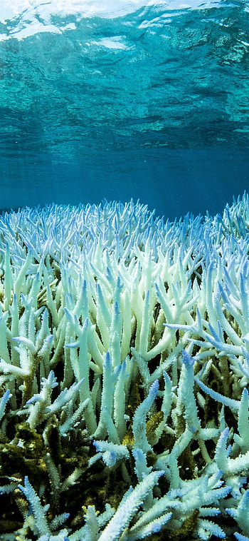 Great Barrier Reef, 100 most beautiful places, Australia, Coral bleaching HD phone wallpaper