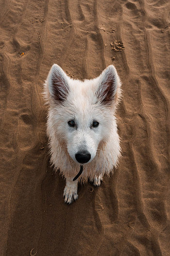 Animals, Sand, Dog, Nice, Sweetheart HD phone wallpaper