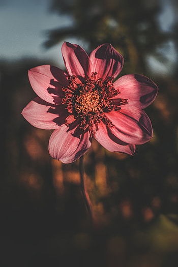 Flower, Macro, Petals, Blur, Smooth, Close-Up, Bloom, Flowering HD phone wallpaper