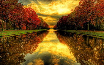 Maple trees near river, Sunset, , Nature HD wallpaper