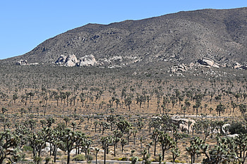 Joshua Tree, National park drive, Weltenbummler, Scenic route HD wallpaper