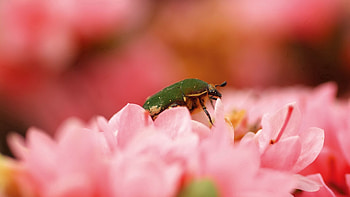 Flower, Macro, Petals, Bug, Beetle HD wallpaper