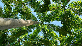 Green palm trees, beautiful HD wallpaper