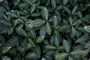 Nature, Leaves, Bush, View From Above, Stripes, Streaks HD wallpaper
