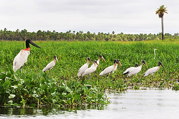 Jabiru, Birdwatching extravaganza, Paraguayan paradise, Trico Tours delight HD wallpaper