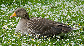 Ultra , resolution, Goose's beauty, Amazing backdrop HD wallpaper