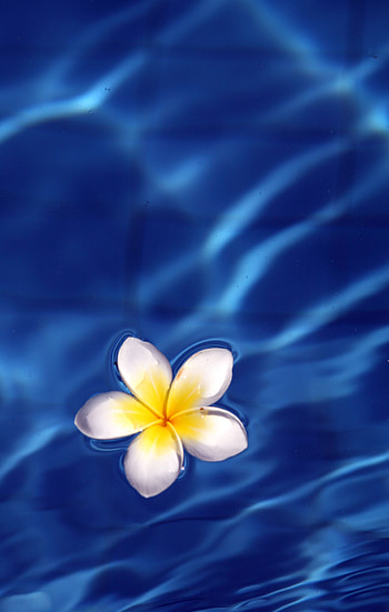 Flowers, Water, Waves, Flower, Glare, Frangipani HD phone wallpaper