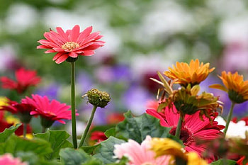 Pretty in Pink, pink, leaves, stem, flower HD wallpaper