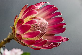 A stunning close-up of a pink protea flower showcasing its intricate petals and unique structure. HD wallpaper