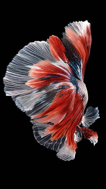 Gorgeous animals, Nature's wonders, Stunning visuals, -perfect HD phone wallpaper