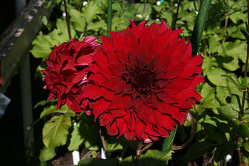 Flowers, Greens, Flower Bed, Flowerbed, Dahlias, Garden, Sunny HD wallpaper