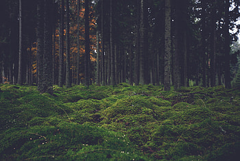 Nature, Trees, Forest, Moss HD wallpaper