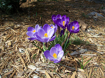 Flowers, Spring, Sunny, Primrose, Crocuses HD wallpaper