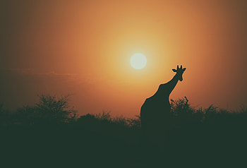 Camel Silhouette, camel, animals, silhouette HD wallpaper