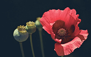 Flower, Macro, Petals, Poppy HD wallpaper