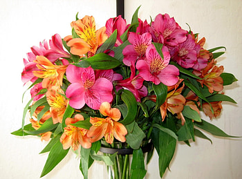 Flowers, Leaves, Alstroemeria, Bouquet, Vase HD wallpaper