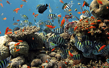 Aquarium Backgrounds (PC, Mobile, Gadgets) Compatible | px HD wallpaper