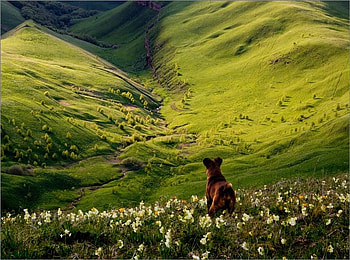 enjoying the spring, dog, view, nature, flowers, spring, mountains HD wallpaper