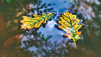 Yellow Green Oak Leaves On Water Tree Branches Reflection graphy HD wallpaper