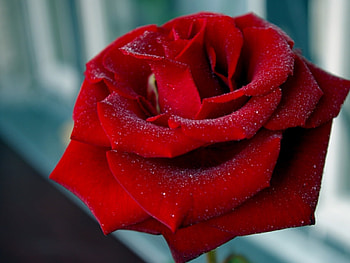 Plants, Flowers, Roses, Postcards, March 8, International Women's Day (Iwd) HD wallpaper