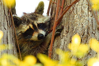 Animals, Wood, Tree, Muzzle, Branches, Animal, Raccoon HD wallpaper