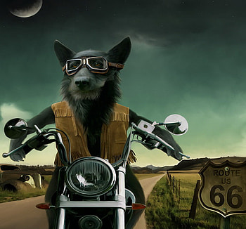 route 66, moonlight, moon, motorcycle, road, wolf HD wallpaper