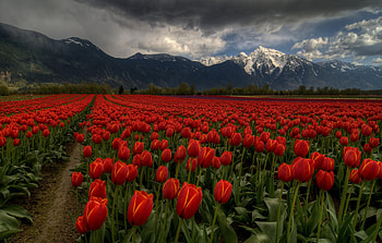 Tulip Field, Field, Nature, Tulip, tree HD wallpaper