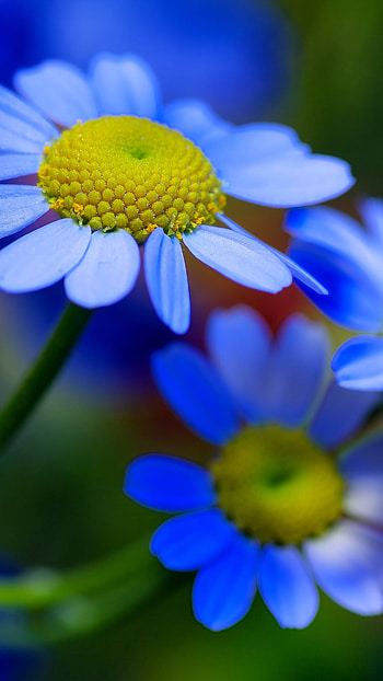 Flower, Beautiful, Flowers, Background HD phone wallpaper