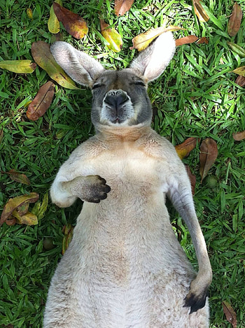 Sleeping, Kangaroos HD phone wallpaper
